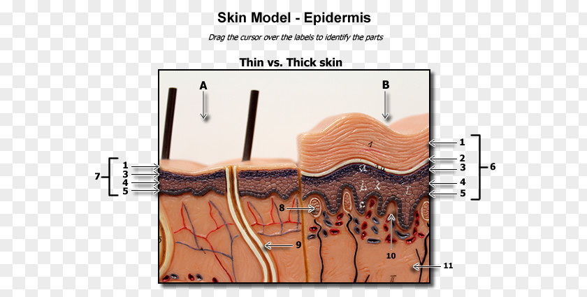 Skin Model Human Anatomy Finger Body PNG