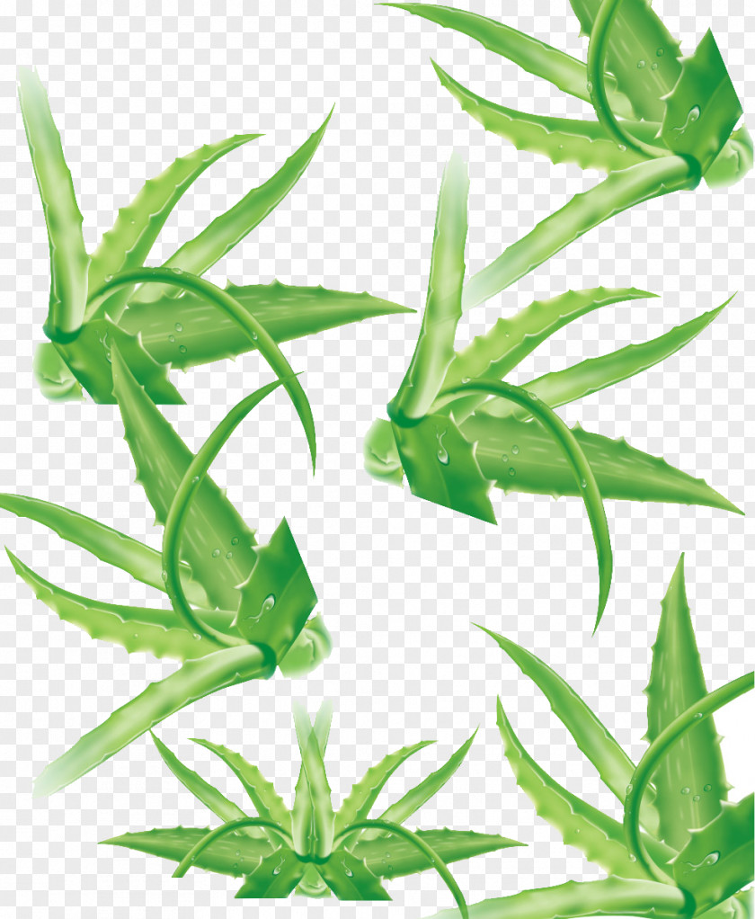 Aloe Vera Leaf Lemongrass Plant Stem PNG
