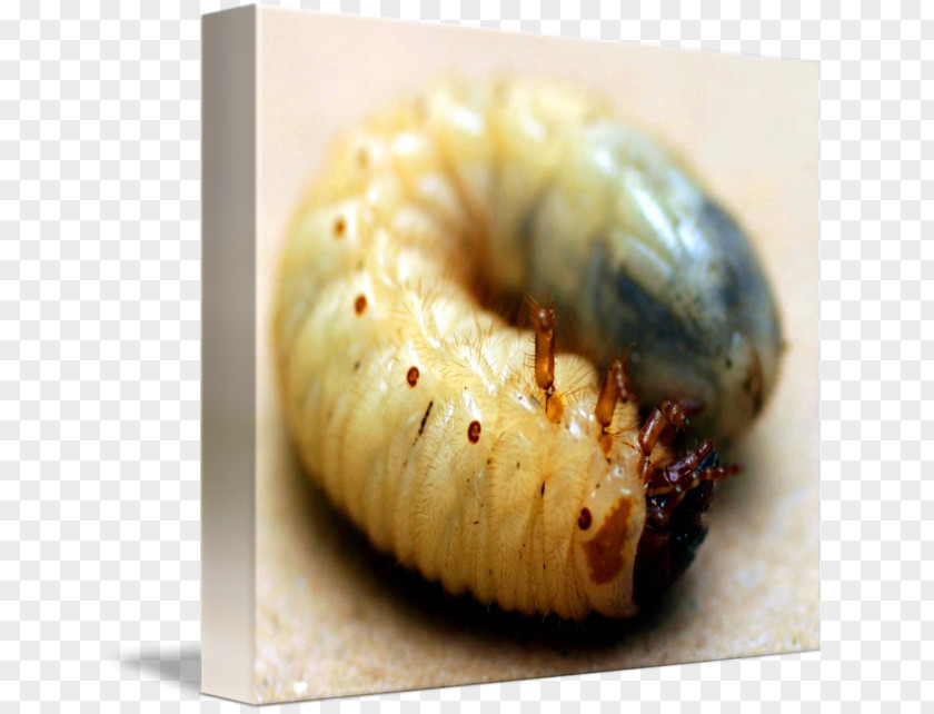 Beetle European Rose Chafer Larva PNG