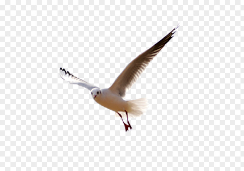 Five Hundred And Twenty Seabird Gulls Web Design PNG