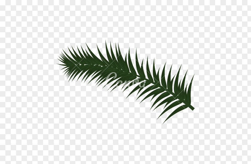 Palm Leaves Polytrichum Commune Leaf PNG