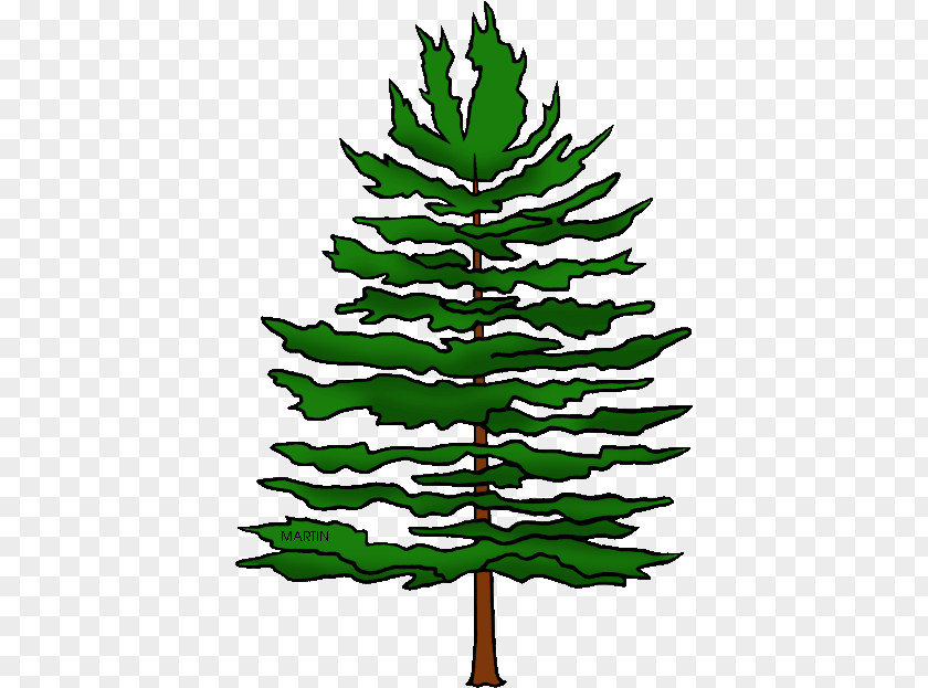 Plant Leaf Shortleaf Black Spruce Tree White Pine Yellow Fir Colorado PNG