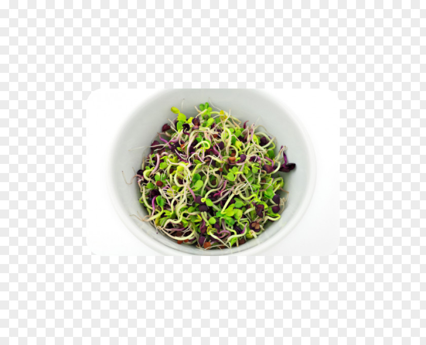 Salad Bean Pasta Sprouting Lentil PNG