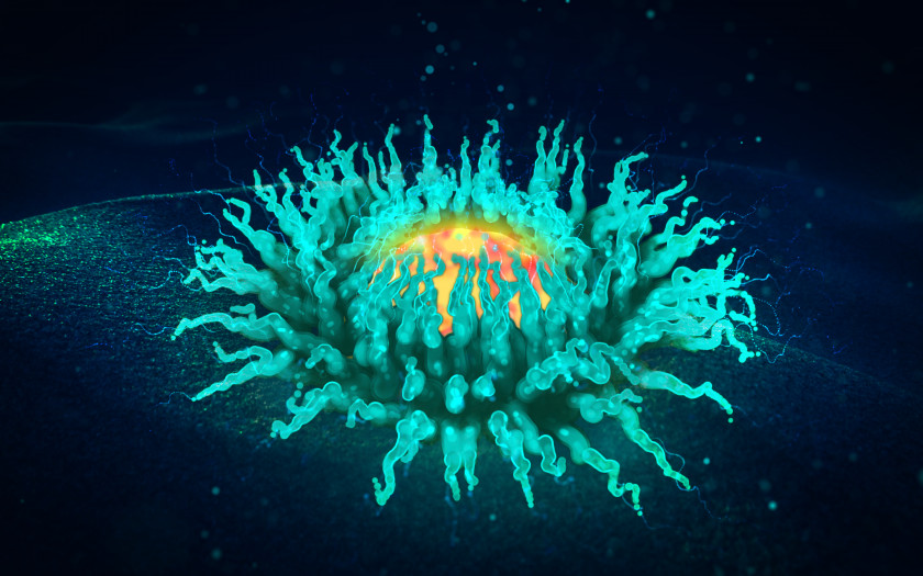 Sea Anemone Dribbble Desktop Wallpaper PNG