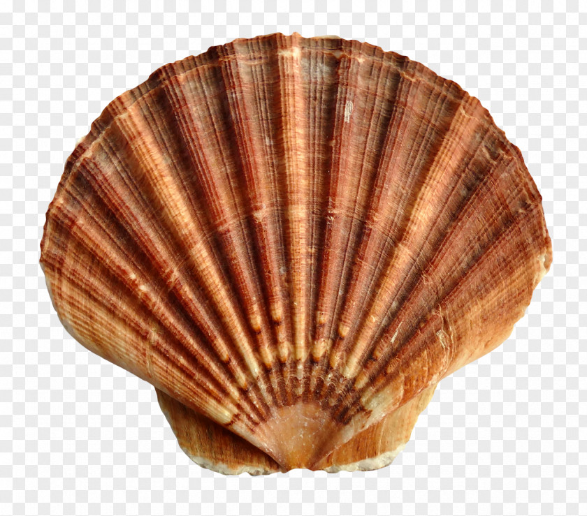 Sea Shell Seashell Scallop PNG