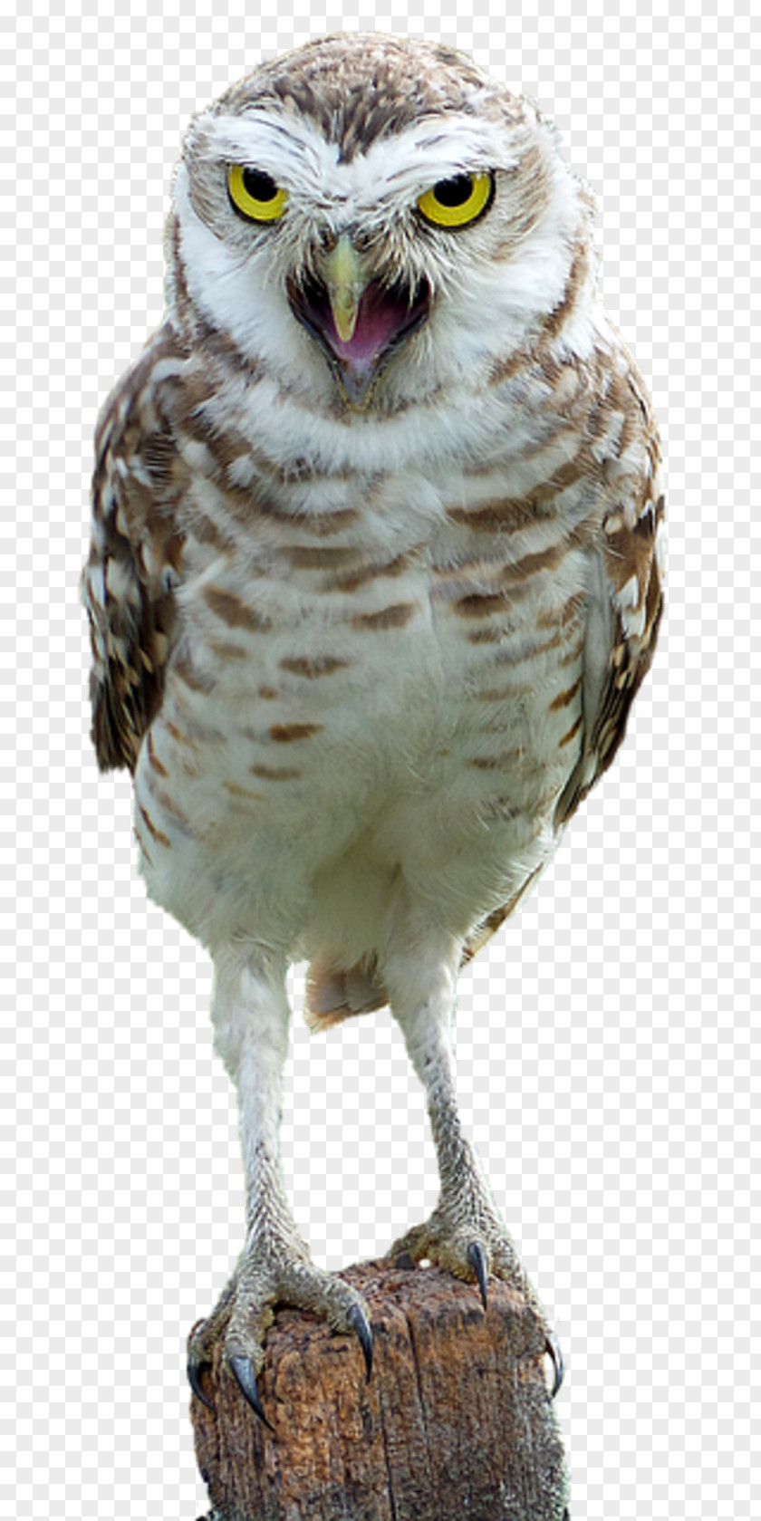 Bird Snowy Owl Pigeons And Doves Barred Great Horned PNG