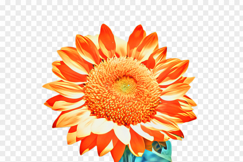 English Marigold Floral Design Flowers Background PNG