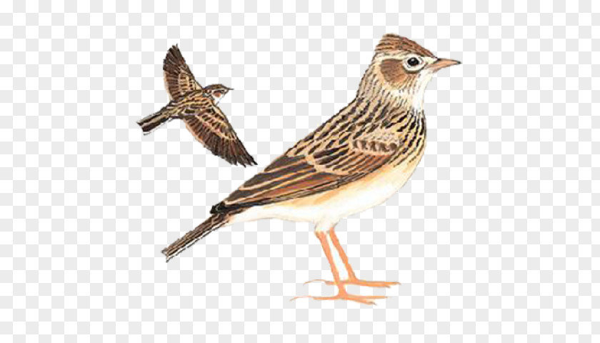 Eurasian Skylark Oriental Birds Old World Sparrow Tree PNG