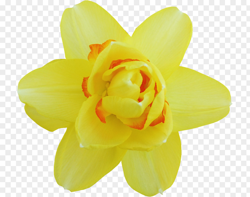 Flower Yellow Narcissus Cut Flowers Petal PNG