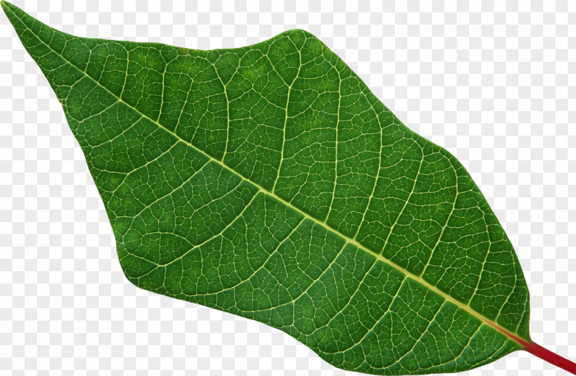 Green Leaves Leaf Root Plant Stem PNG