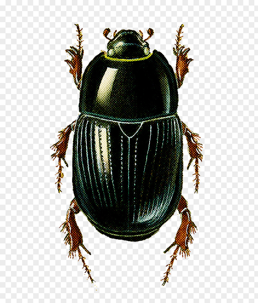 Insect Beetle Ground Scarabs Dung PNG