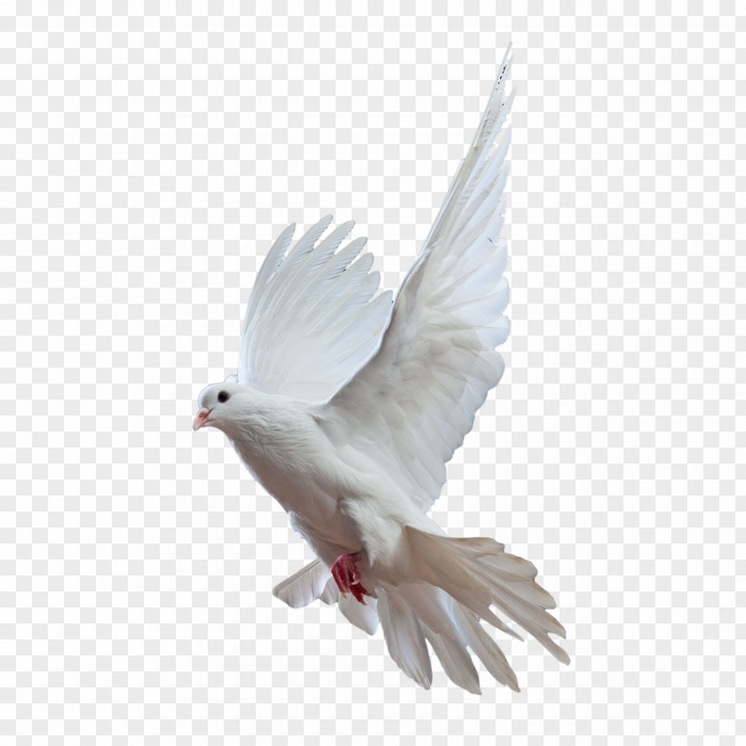 Pigeon Rock Dove Homing Bird Columbidae Flight PNG