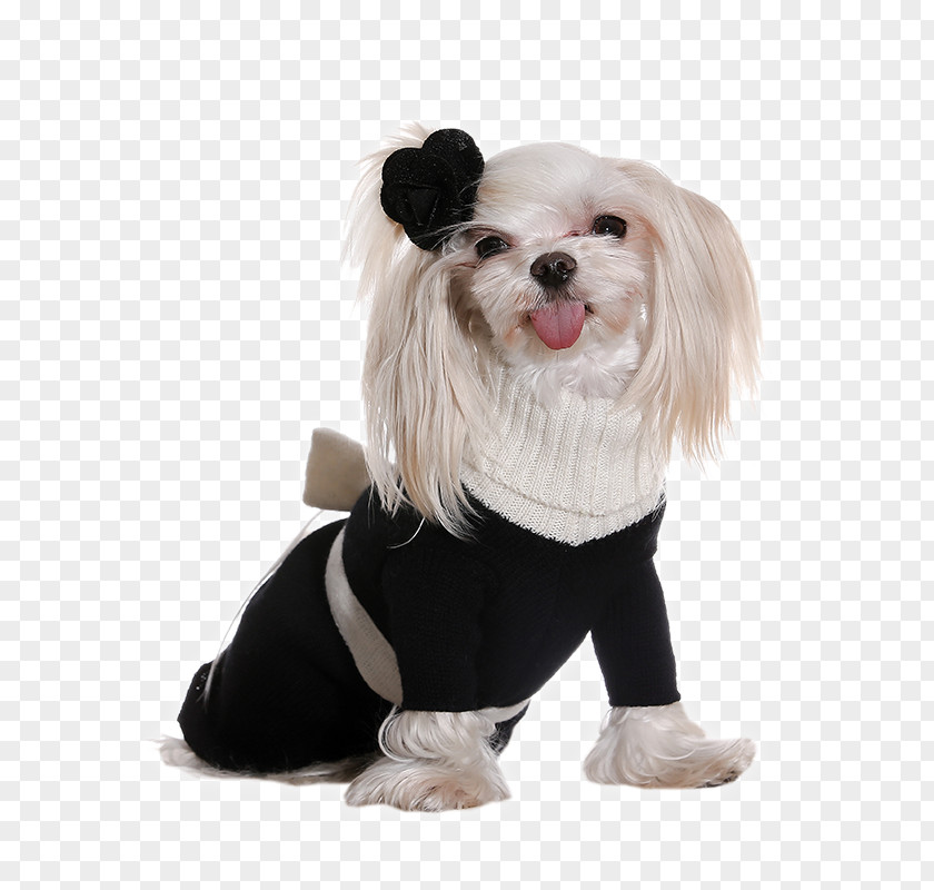 Puppy Dog Breed Clothing Dress PNG