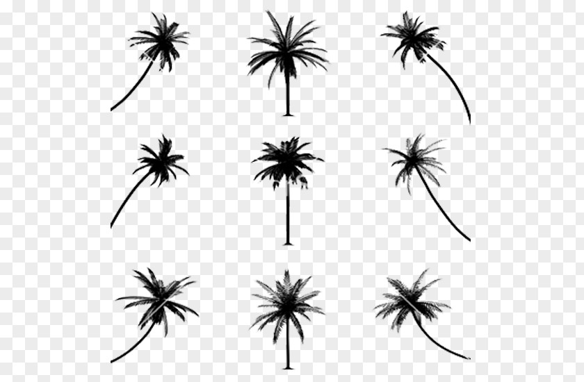 Silhouette Drawing Arecaceae Line Art PNG