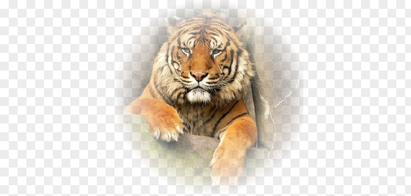 Tiger Lion Whiskers Animal Big Cat PNG