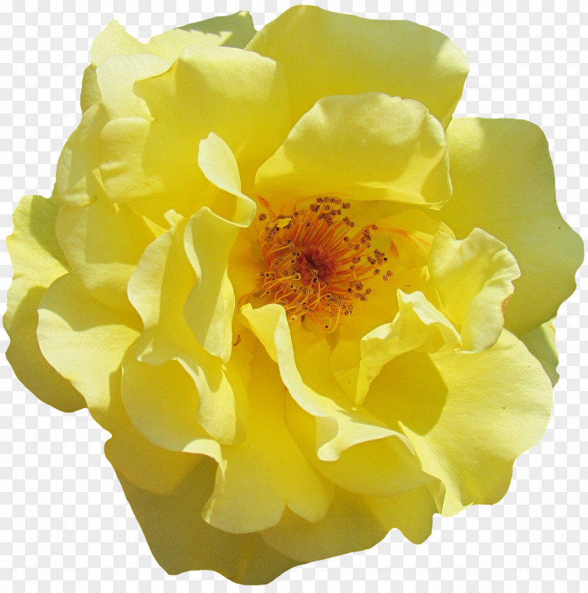 Yellow Flowers Flower Rosa Rubiginosa Garden Roses Floral Design PNG