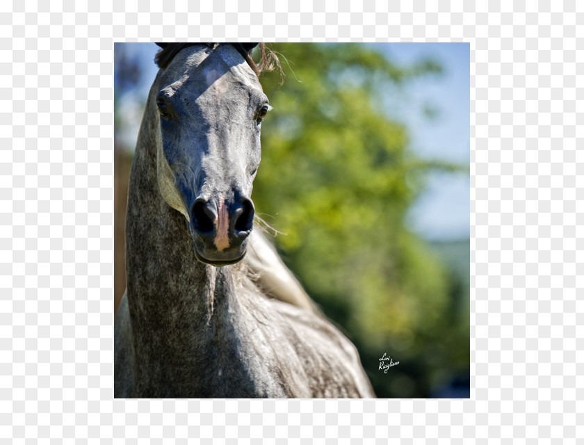 Arabian Horse Mane Halter Mustang Stallion PNG