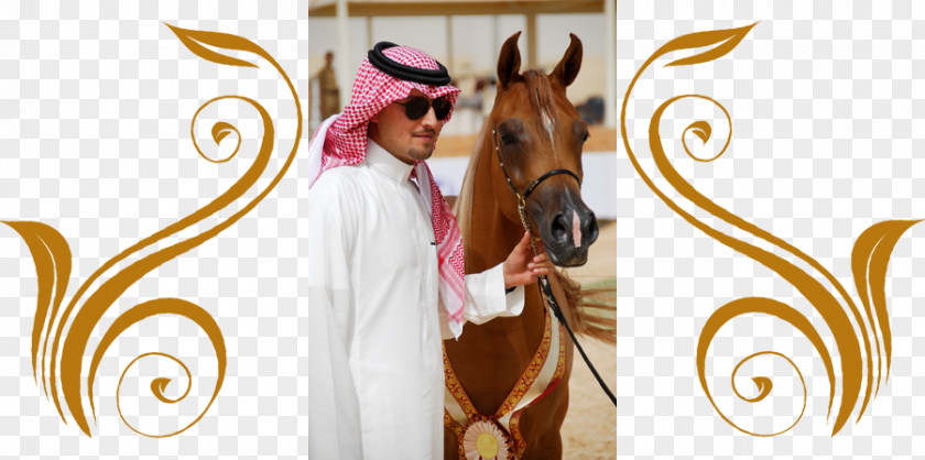 Arabian Horse Stallion Rein Stud Farm المحمدية تمور ممتازة PNG