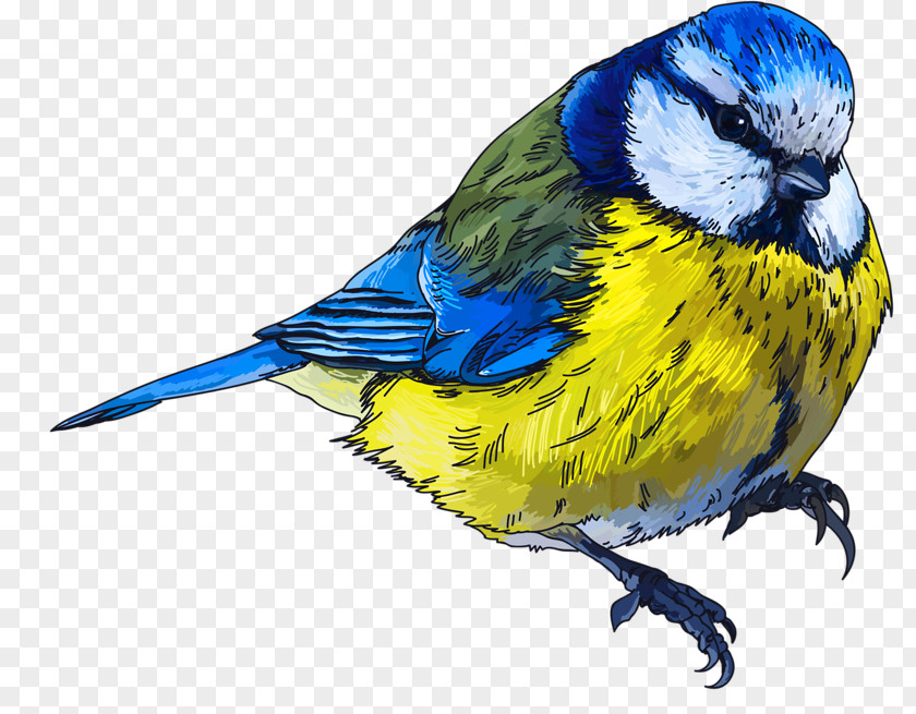 Bird Drawing Clip Art Image PNG