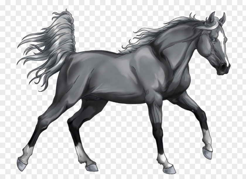 Black Shading Stallion Arabian Horse Mongolian Grayscale Mustang PNG