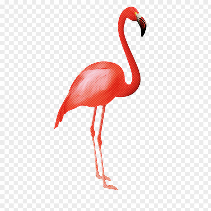 Wildlife Neck Flamingo Silhouette PNG