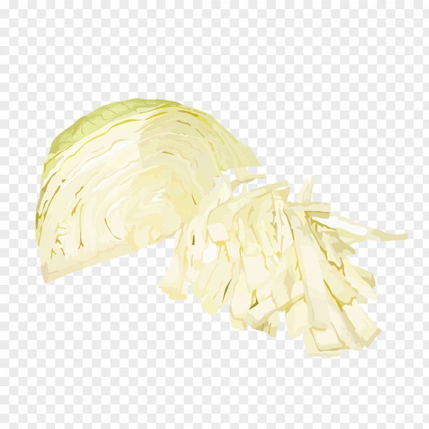 Cabbage Silk Vegetable Food PNG