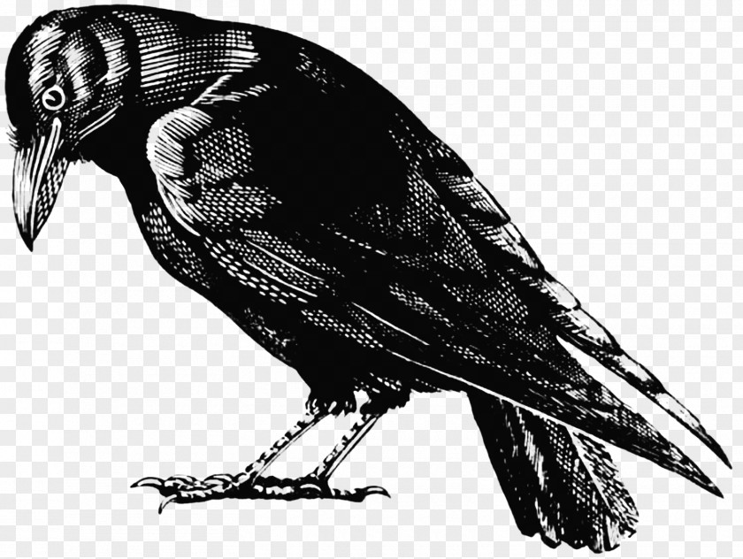 Perched Raven Overlay American Crow Bird Clip Art PNG