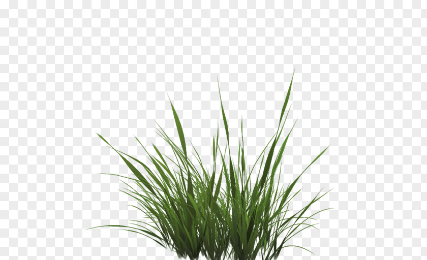 Tall Grass Texture Alpha Mapping Drawing Lawn PNG