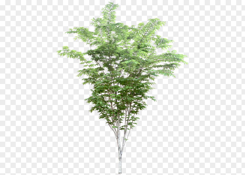 Tree .dwg Twig Architect Evergreen PNG