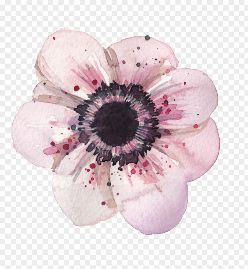Watercolor Flower Anemone Painting Drawing PNG
