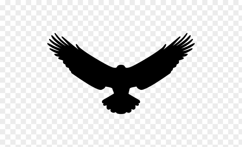 Bird Eagle PNG
