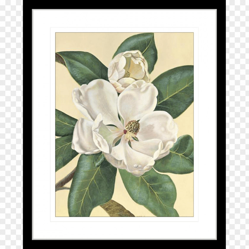 Christmas Magnolia Paper Printing Picture Frames PNG