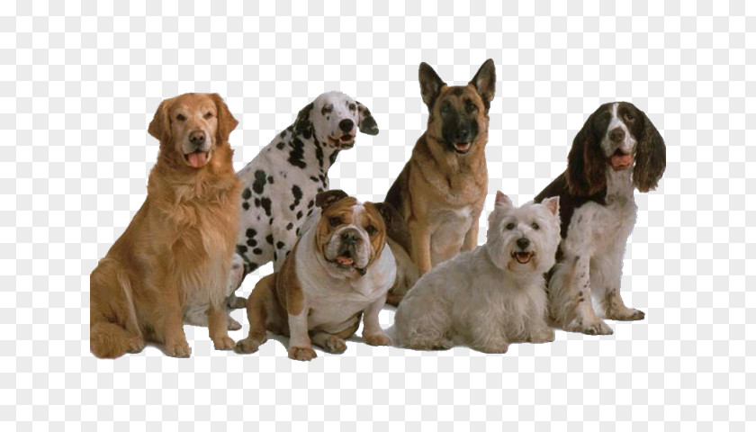 MASCOTAS Dog Breed Genetic Diversity Bulldog Kennel PNG