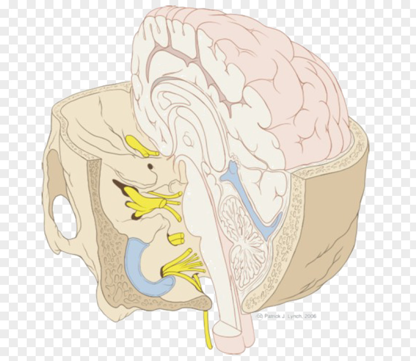 Nervous System Brainstem Cranial Nerves Base Of Skull PNG
