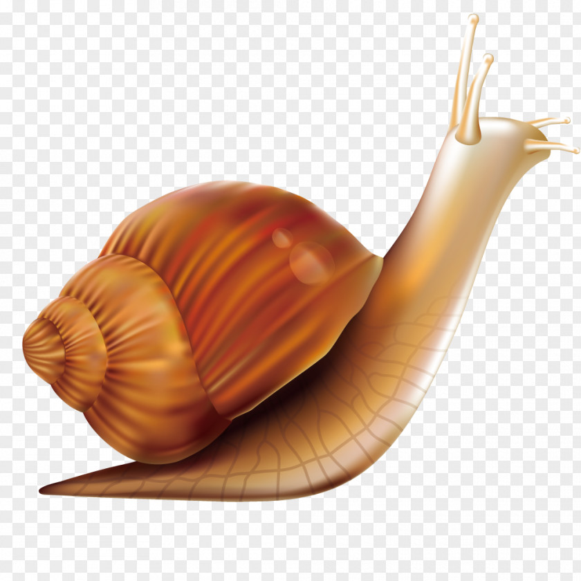 Snail Vector Worm Computer Mouse PNG