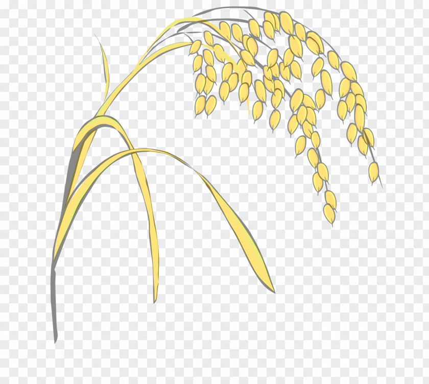 Vector Yellow Wheat Grasses Rice PNG