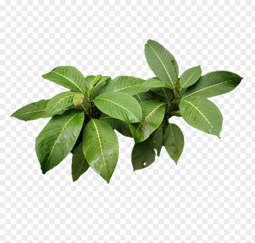 Vegetable Herb Liqueur Basil Leaf PNG