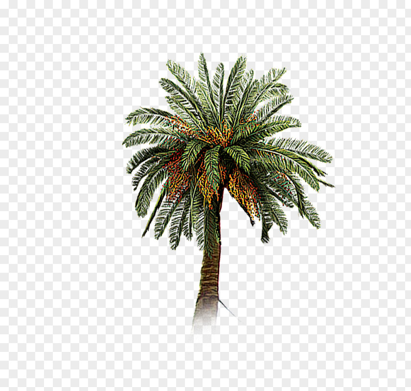 A Coconut Tree Date Palm Arecaceae PNG