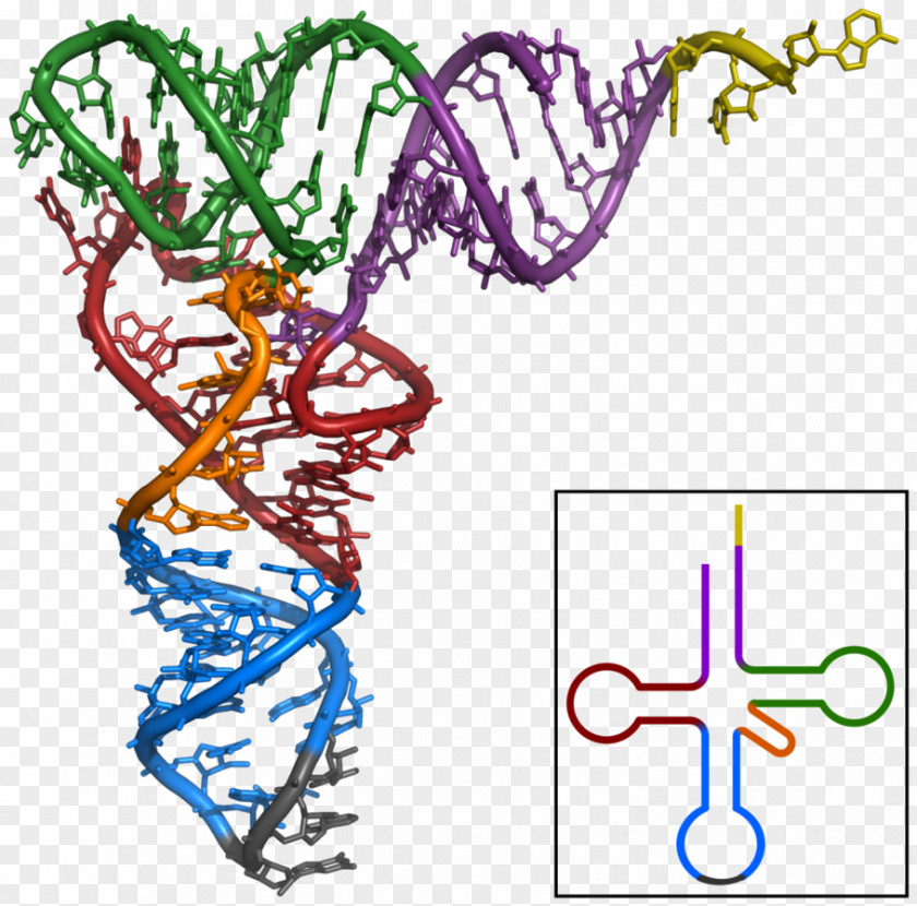 Biology Transfer RNA Messenger Ribosomal Ribosome PNG