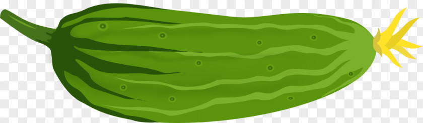 Cucumber Clip Art Vector Graphics JPEG PNG