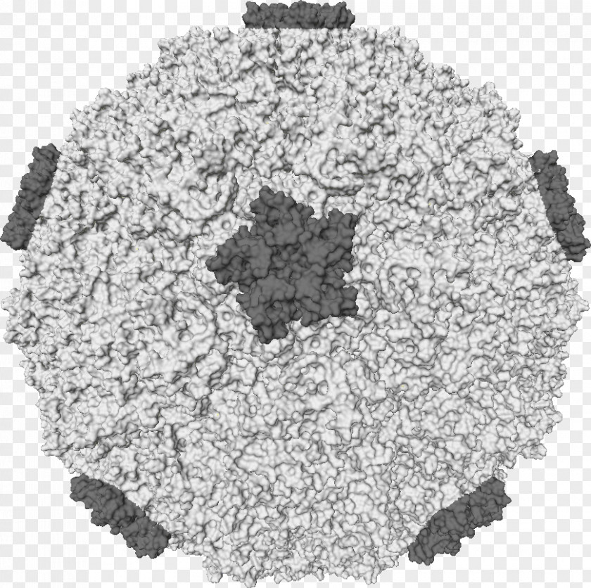 Flu Rhinovirus Common Cold Infection Picornavirus PNG
