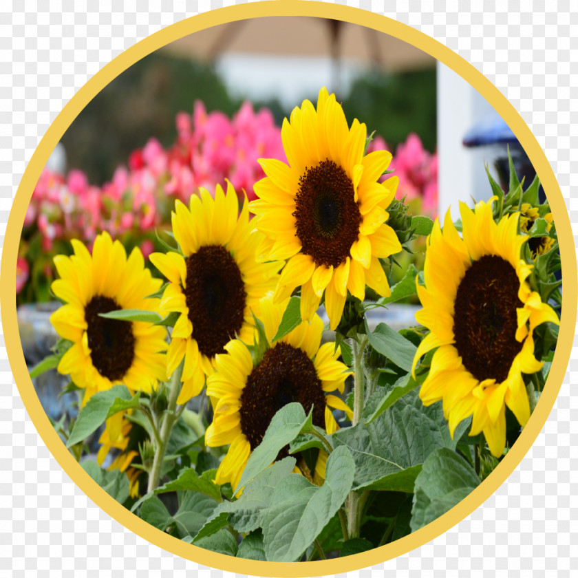 Garden Shed Common Sunflower Country Annual Plant Seed PNG