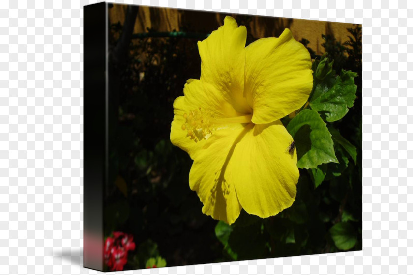 Glossy Butterflys Hibiscus Petal Family Canna PNG