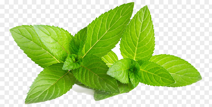 Menthe Organic Food Flavor Mentha Spicata Shape Menthol PNG