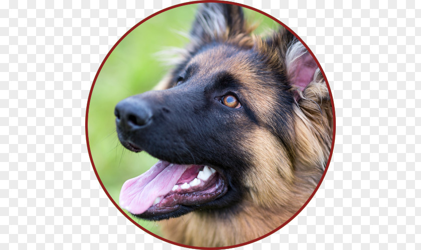 Puppy German Shepherd Labrador Retriever Herding Dog Breed PNG