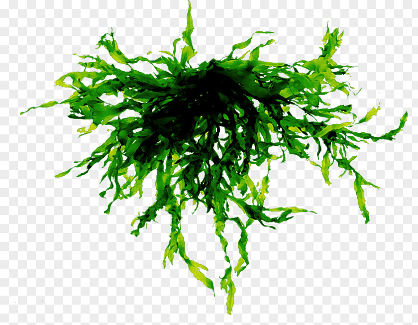 Sea Algae Seaweed Clip Art File Format PNG