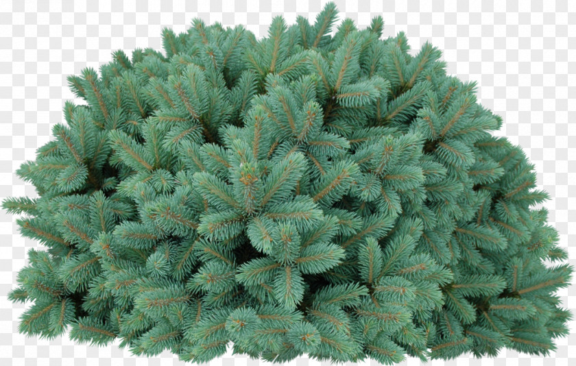 Tree Blue Spruce Conifers Fir Needle PNG