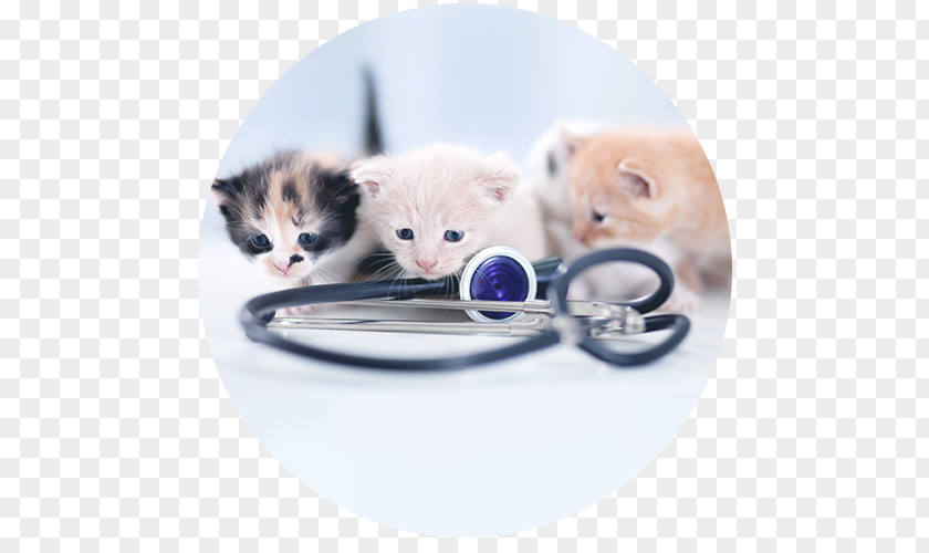 Cat Kitten Veterinarian Clinique Vétérinaire Pet PNG