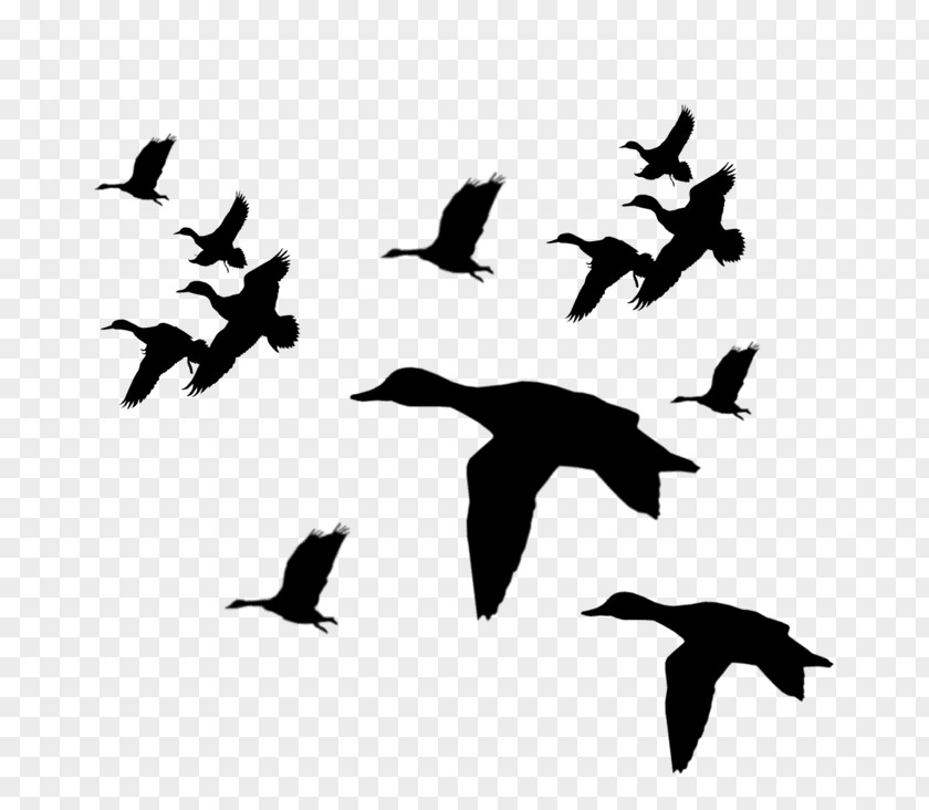 Duck Mallard Bird Goose Clip Art PNG