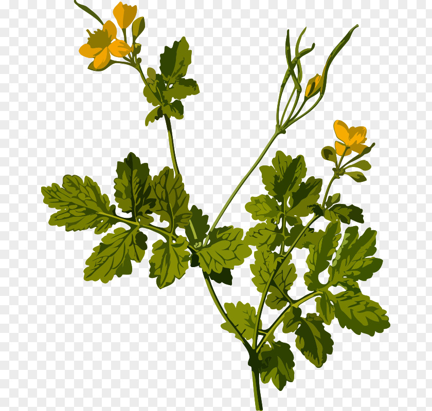 Greater Cliparts Celandine Herbaceous Plant Ficaria Verna PNG